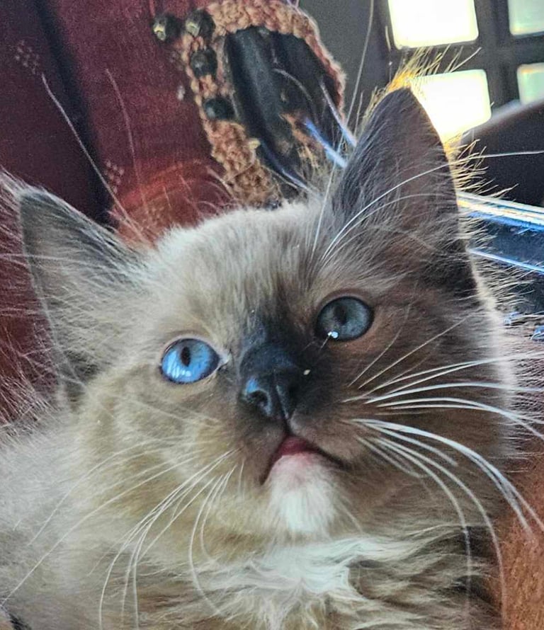 mitted mink ragdoll kitten blue eyed kitten