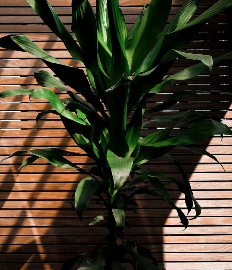 Yucca plant in dappled sunlight