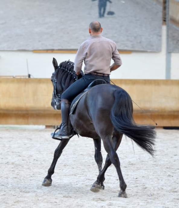 dressage