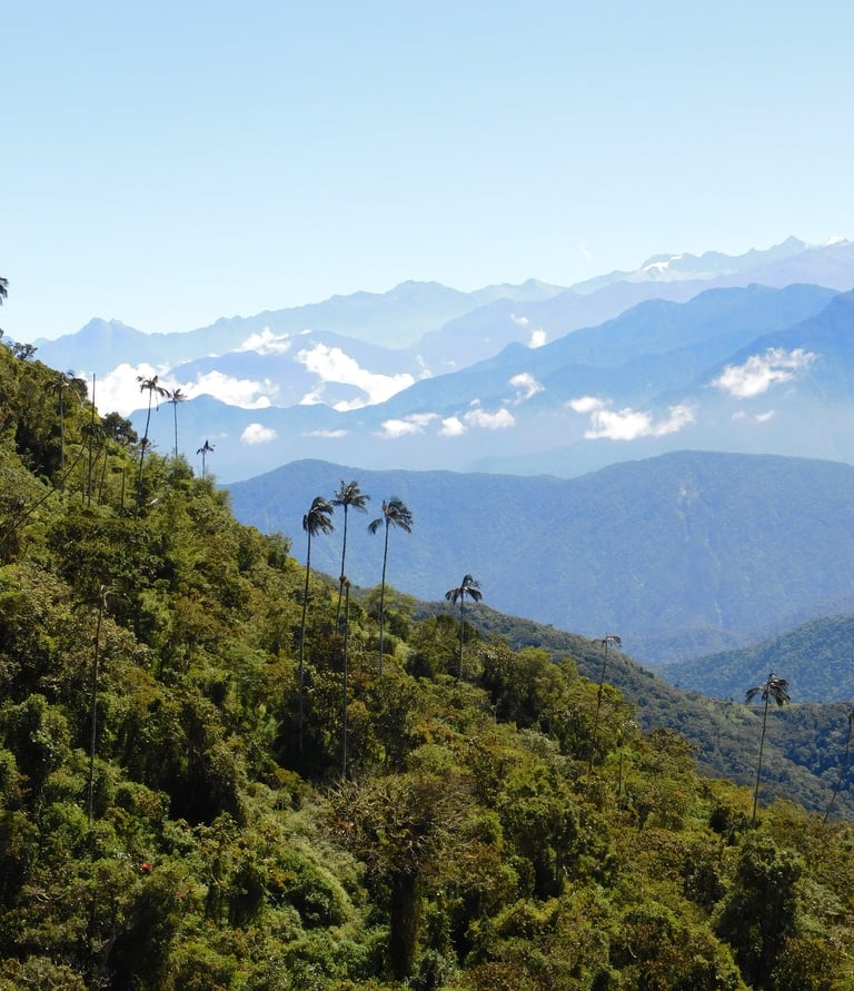 Palmeras endémicas de las zonas altas de la sierra