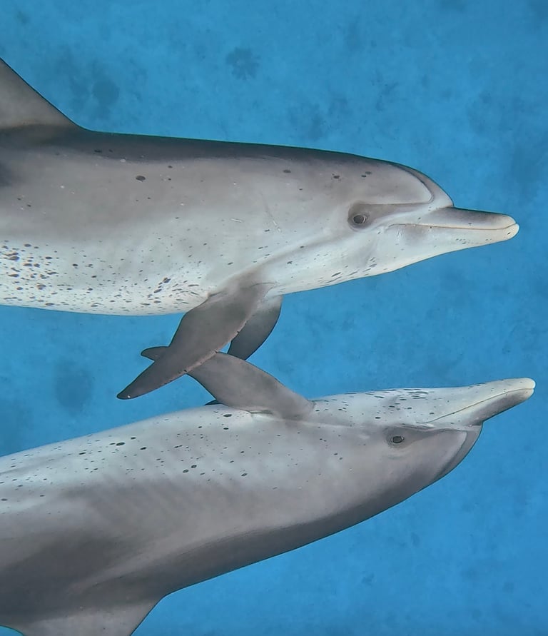 two dolphins swimming in the water with their heads turned to look like they are swimming