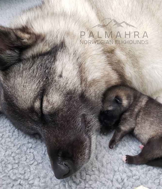 Norwegian Elkhound puppy with its mother