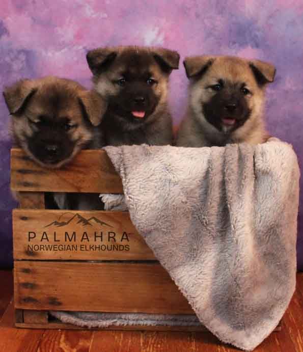 Norwegian Elkhound puppies in a box