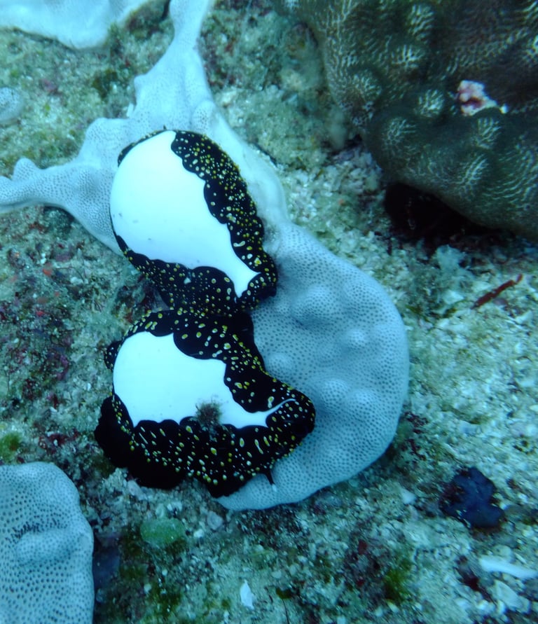 Tracey and Nick Billington diving at Tofo Beach, Praia Do Tofo, Mozambique