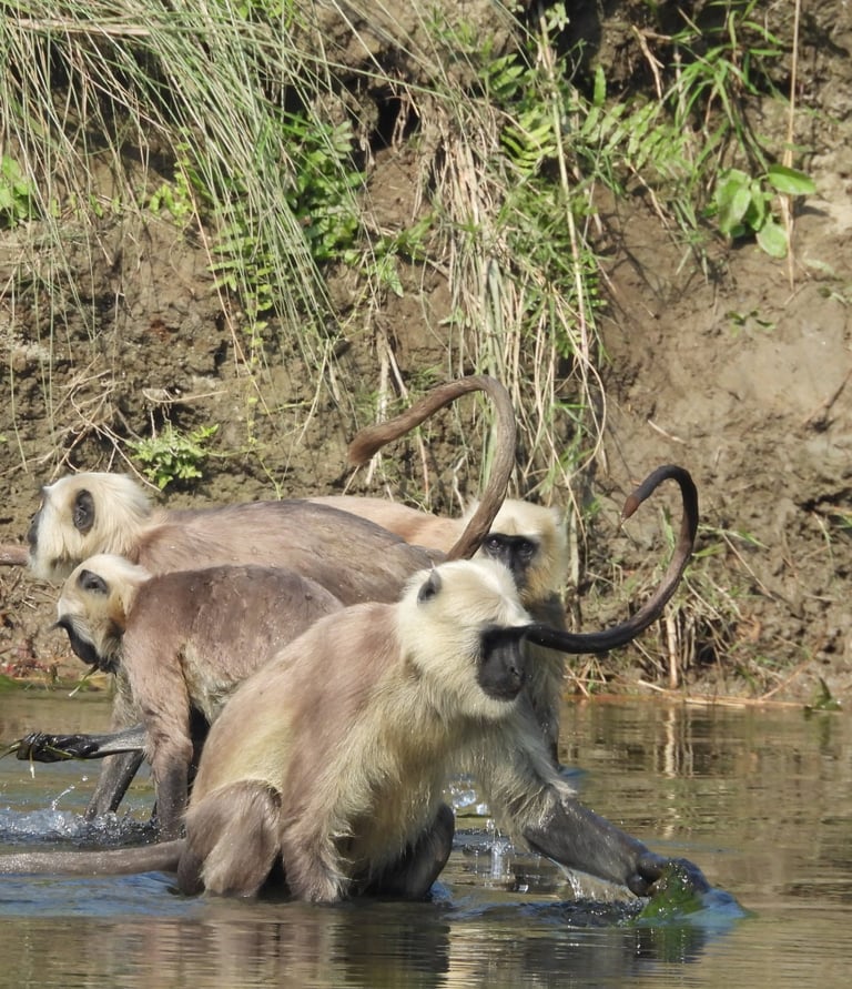 langurs fishing in Bardiya
