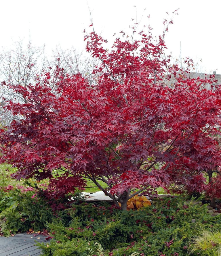 a red tree in a garden with a pond and a bench