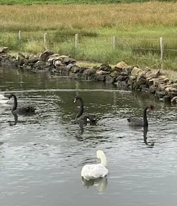 Ty Bayon Meublé de tourisme 4 étoiles : Rythme des cygnes
