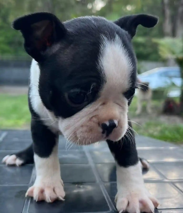 Cria de Boston Terrier Blanco y Negro aprendiendo a caminar conociendo su entorno - de los kiris