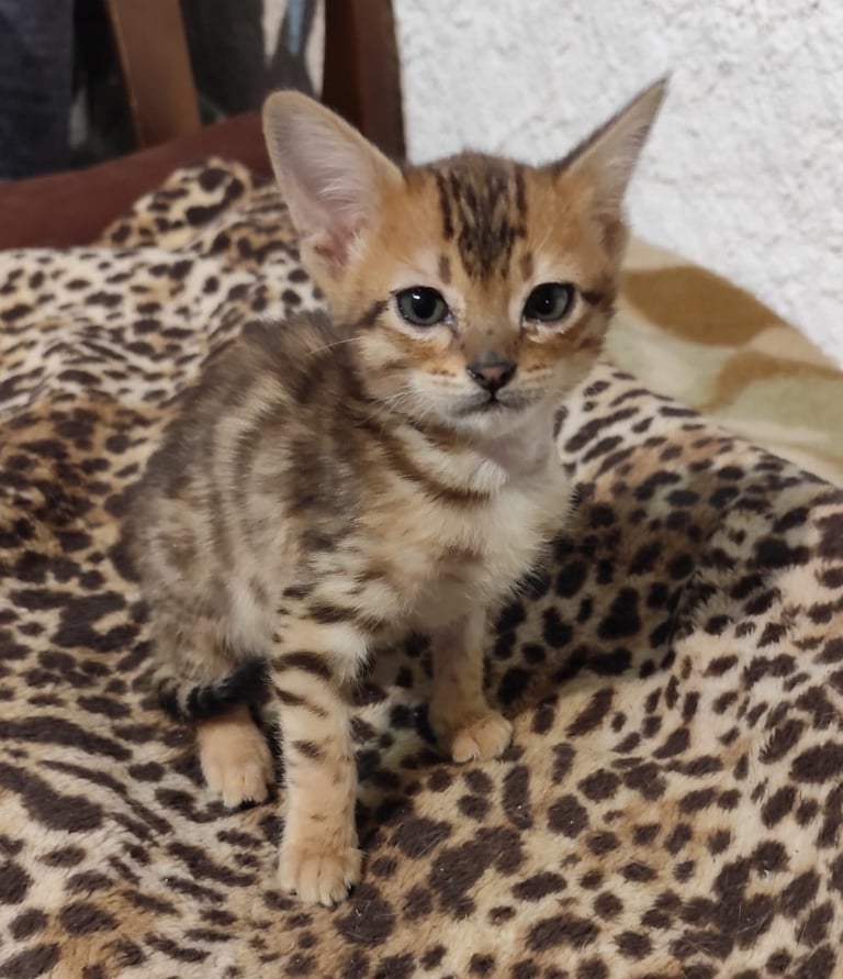 Gatto Savannah cucciolo