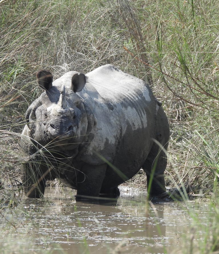 rhino dans le Parc National de Bardiya