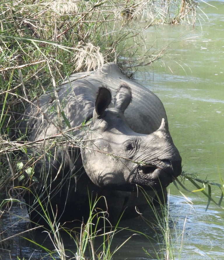 rhino eatin in Bardiya National Park