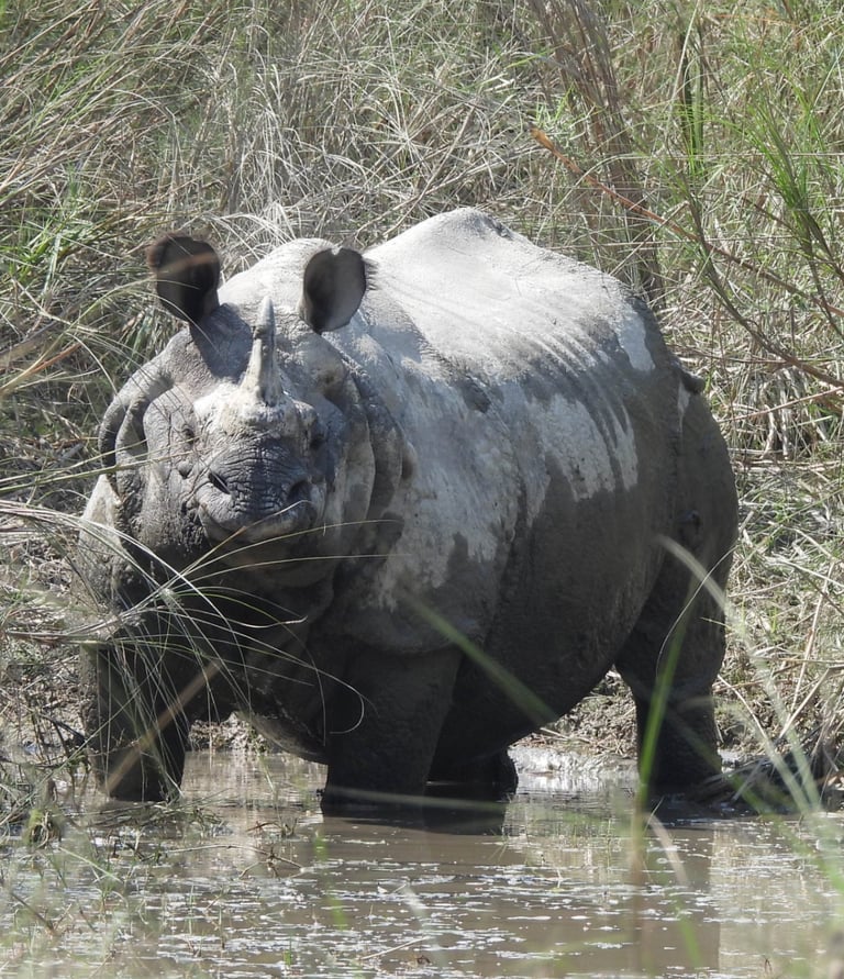 Rhino into the river in Bardiya