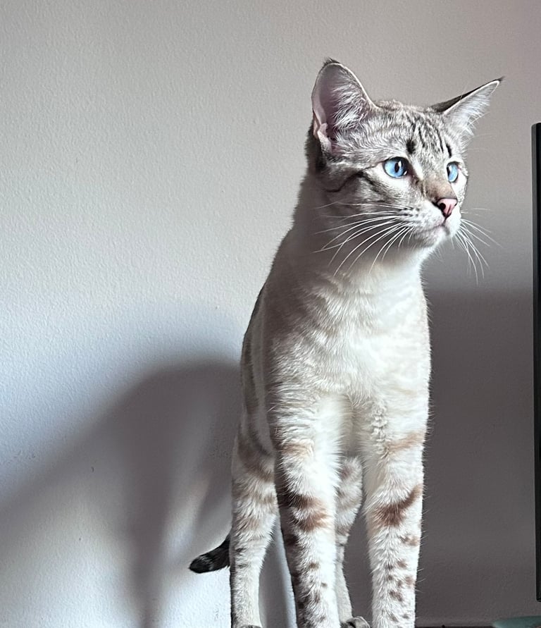 Gatto Savannah maschio