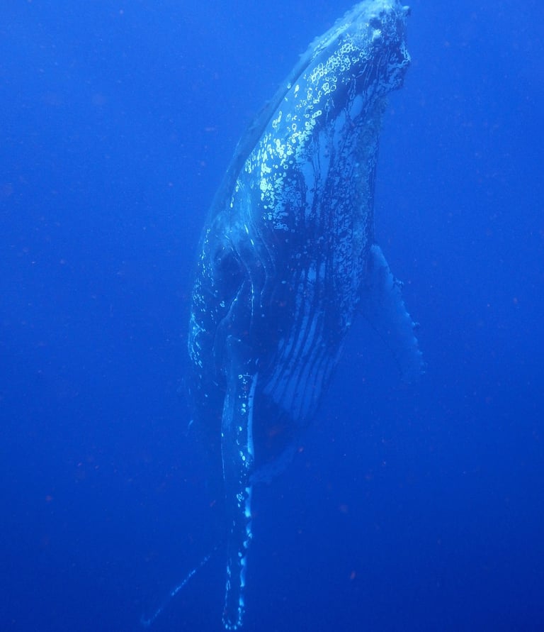 snorkelling with humpback whales in Vava'u, The Kingdom of Tonga