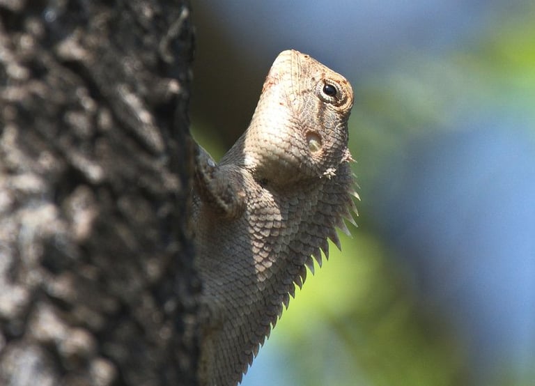 monitor lezard in Bardiya