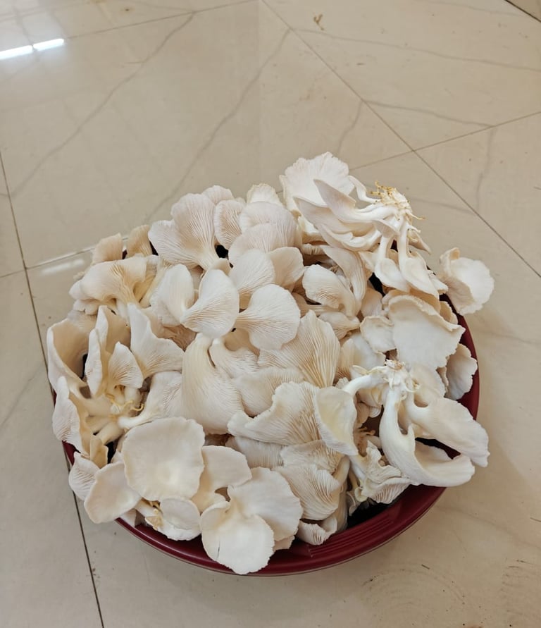 HarvestedOysterMushrooms