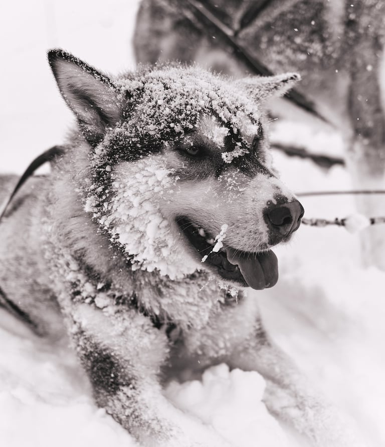 Sled dog covered in snow resting after dog sledding. By G. Chesters