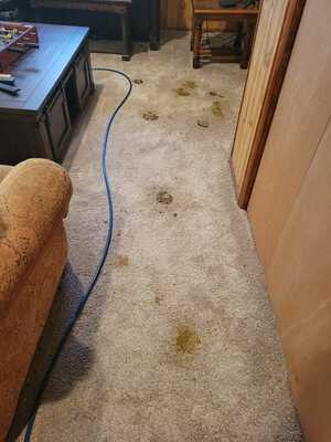 Before Photo of dirty carpet before king Organic Clean started. 