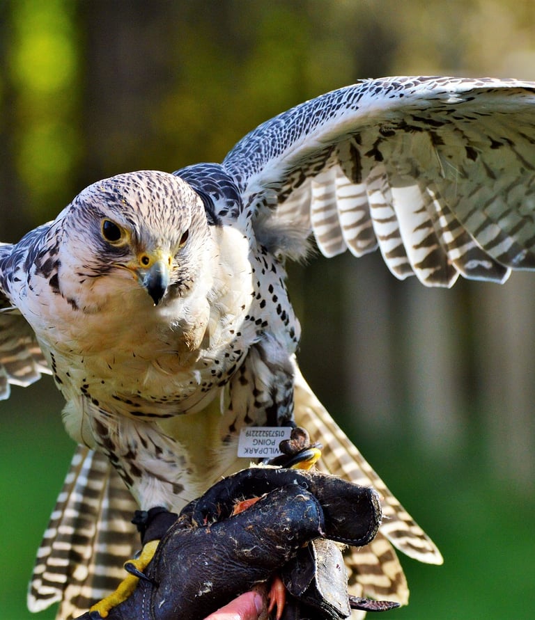 Falcon Falconry an Arab Heritage Sport