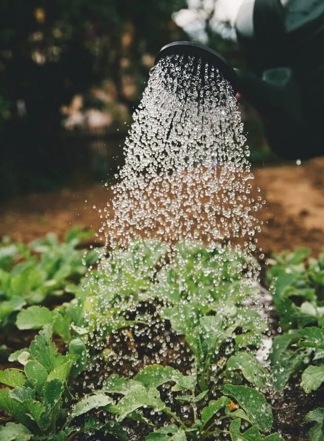 honestgardener