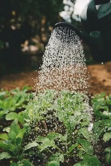 honestgardener1