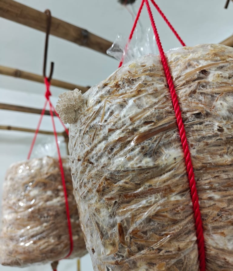 OysterMushroomFirstBuds