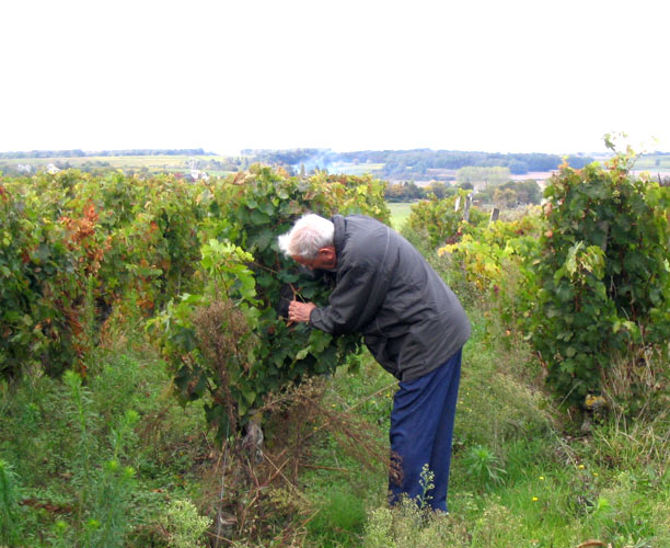 My Dad picking grapes in our familiy vignards in Montaigu Chemellier, France
