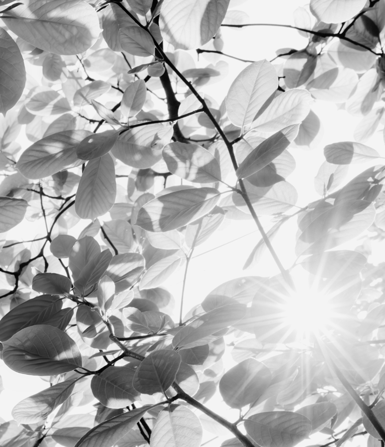 Wildmere Digital creates wesbites to rent for micro businesses. We build apps and SEO