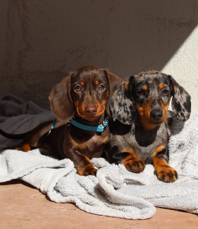 two dachshunck dogs are sitting on a blanket