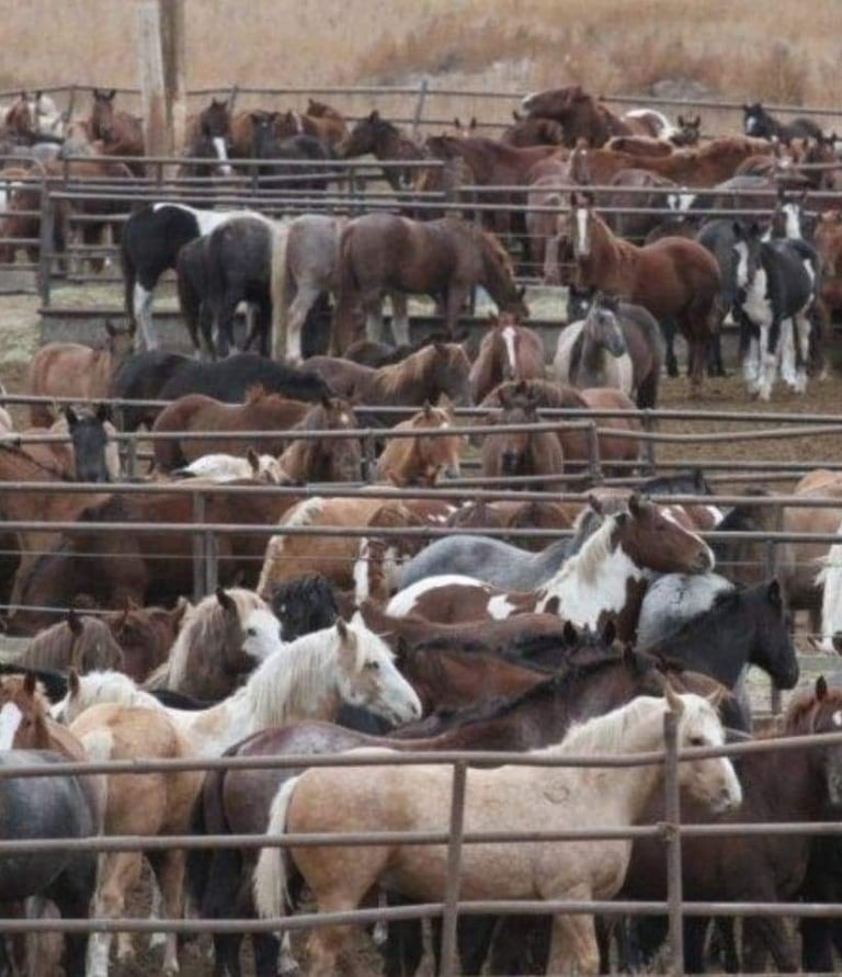 a herd of horses in a pen with a fenced in area