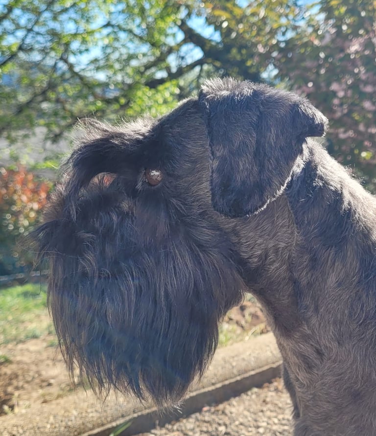 Tessie, femelle Schnauzer nain