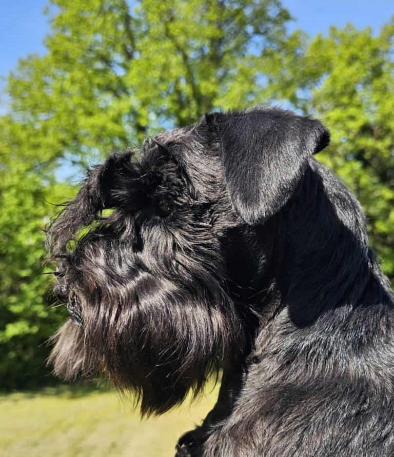 Anouk, femelle Schnauzer miniature noire