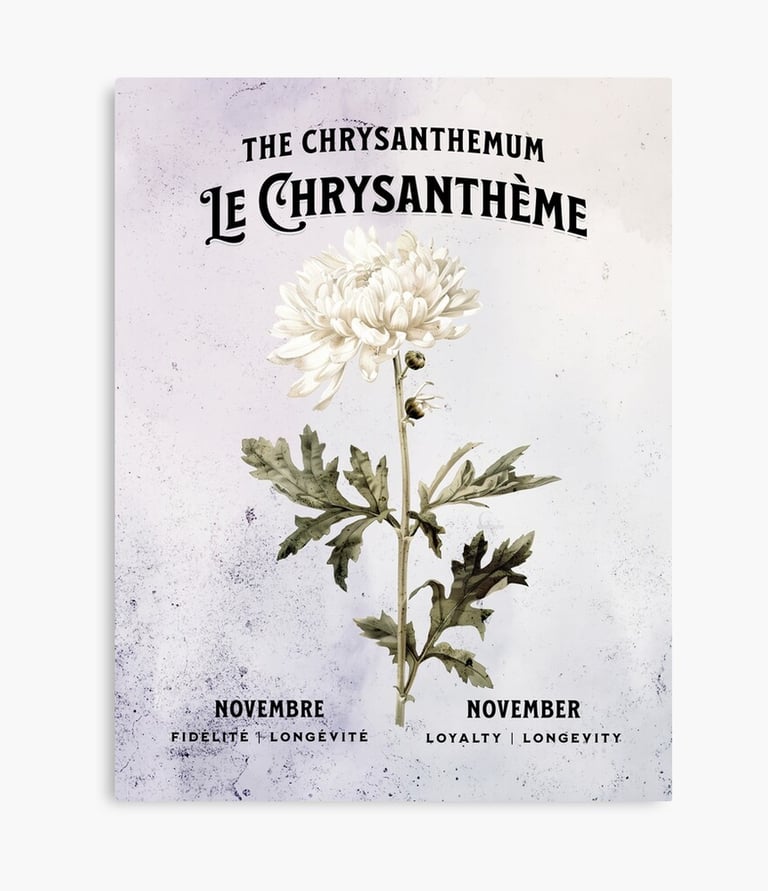 chrysantheme