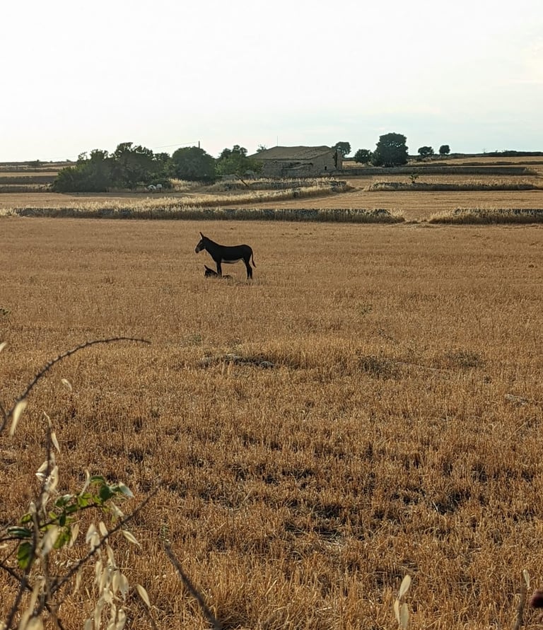 ragusa animali natura siccità cambiamenti climatici