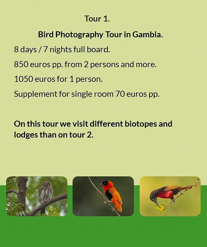 Flyer Tour 1 – 8-day bird photography Gambia tour with full board, price from €850 per person, visit