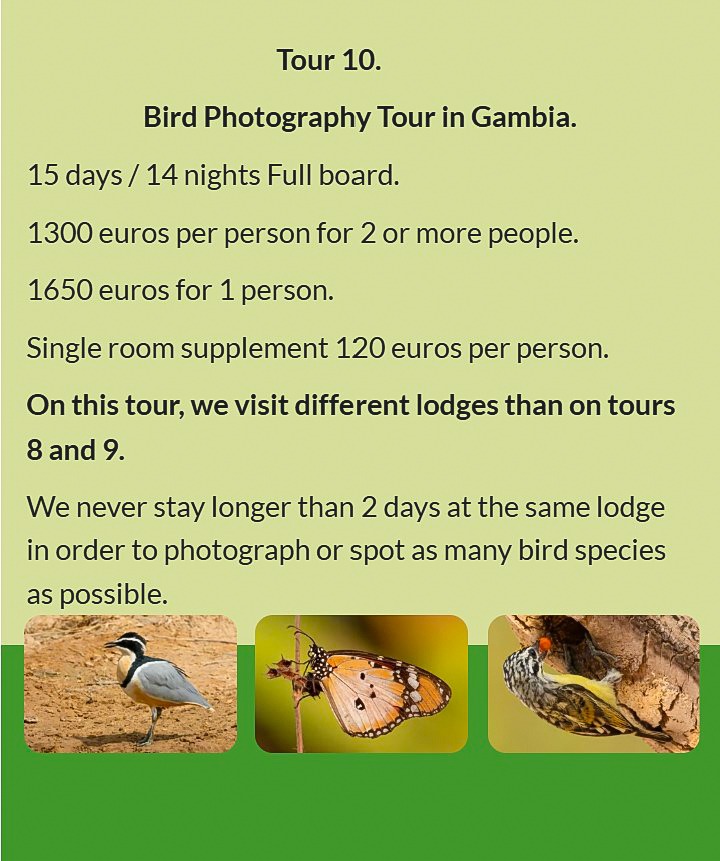 Flyer Tour 10 – 15-day bird photography Gambia tour, full board, price from €1300 per person. Includ