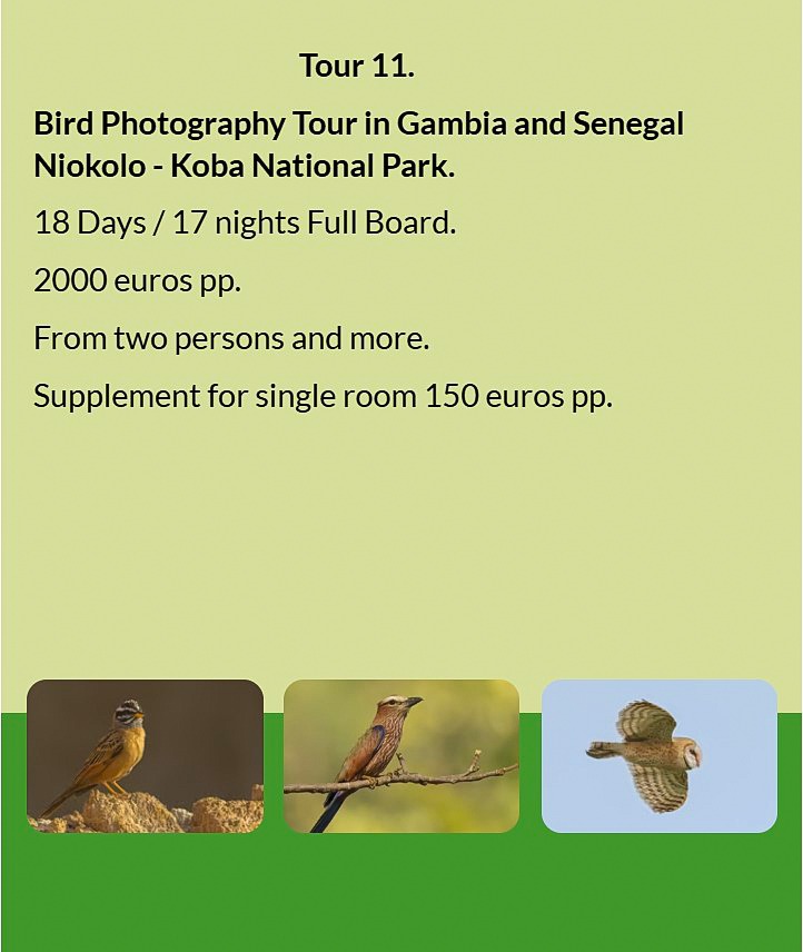 Flyer Tour 11 – 18-day bird photography Gambia & Senegal tour to Niokolo-Koba National Park, full bo