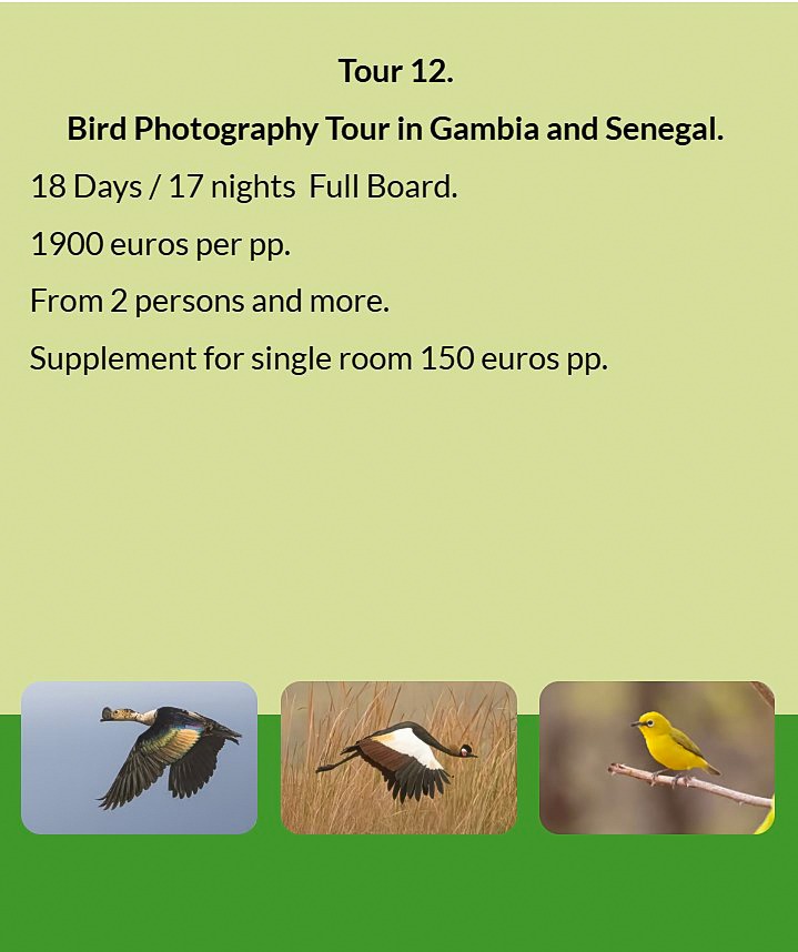Flyer Tour 12 – 18-day bird photography Gambia & Senegal tour, full board, price from €1900 per pers