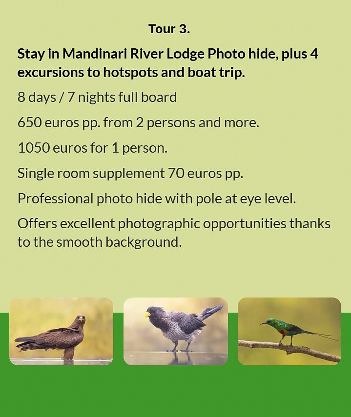 Flyer Tour 3 – 8-day bird photography Gambia tour with stay at Mandinari River Lodge Photo Hide, inc