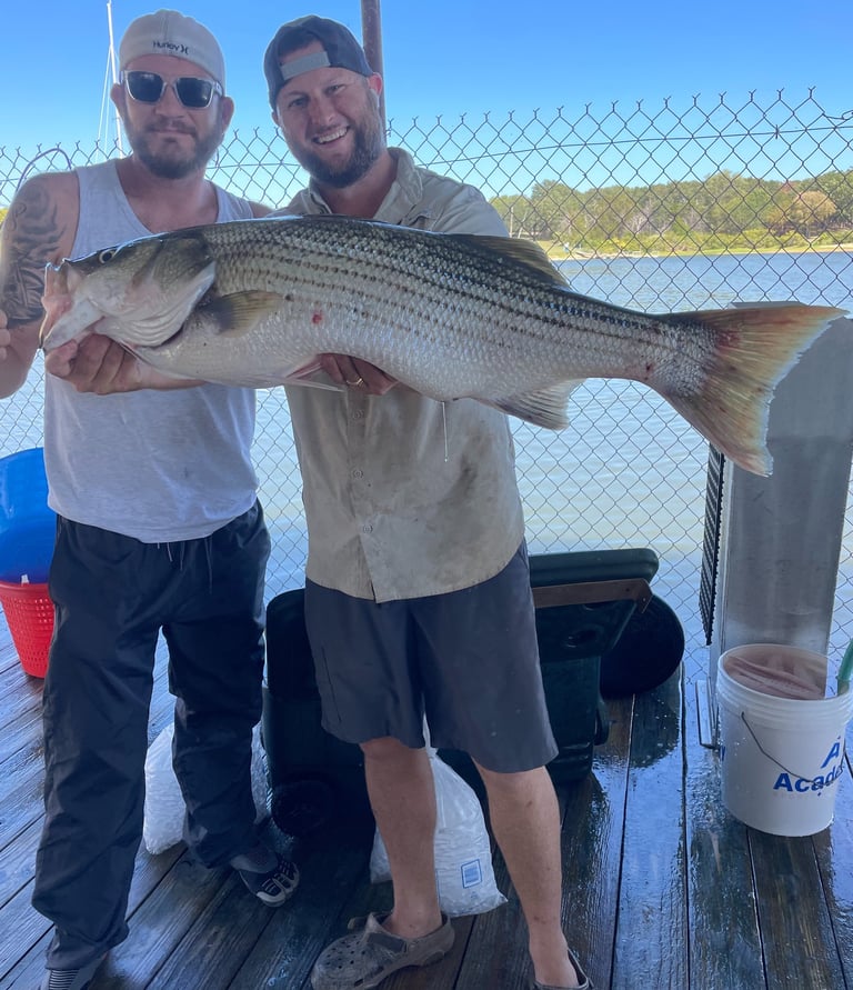 Big Striper on Lake Texoma