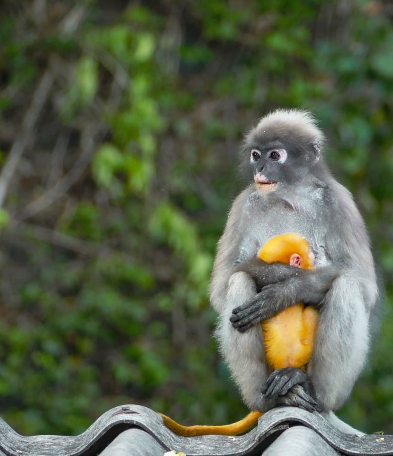 Les Langurs, singes à lunettes, Chumphon