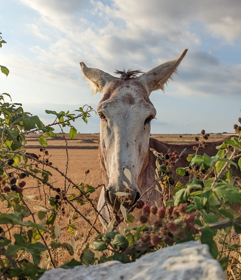 ragusa animali natura siccità cambiamenti climatici