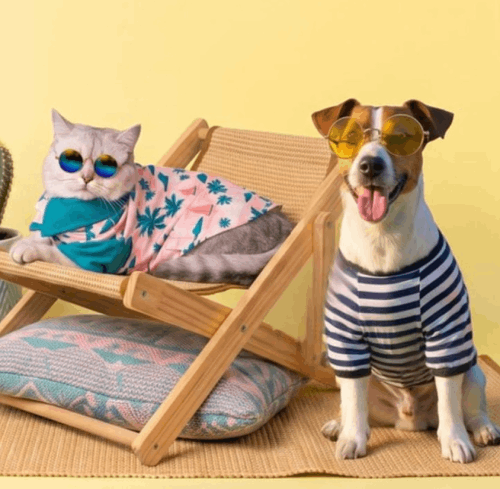 Un simpático gato y un perro con gafas de sol y ropa de verano posando en una silla de playa.