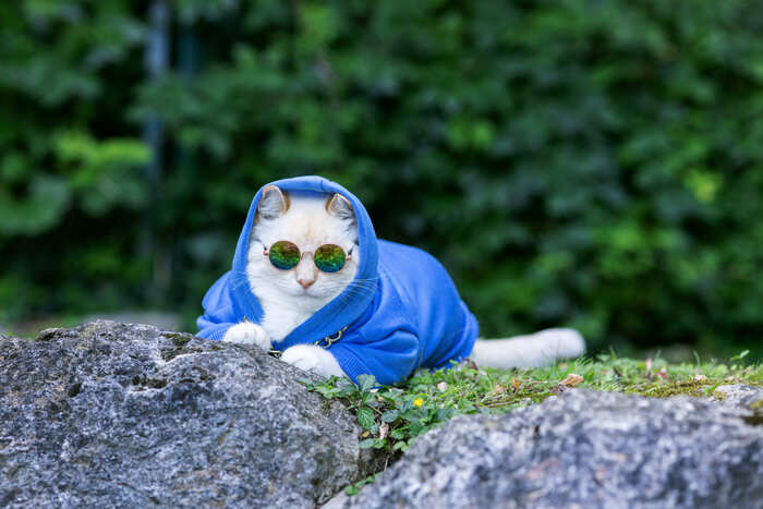 Un gato blanco con una sudadera azul y gafas de sol sentado al aire libre detrás de unas rocas.