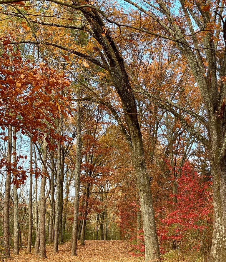 Chattanooga outdoor hiking trail through the woods