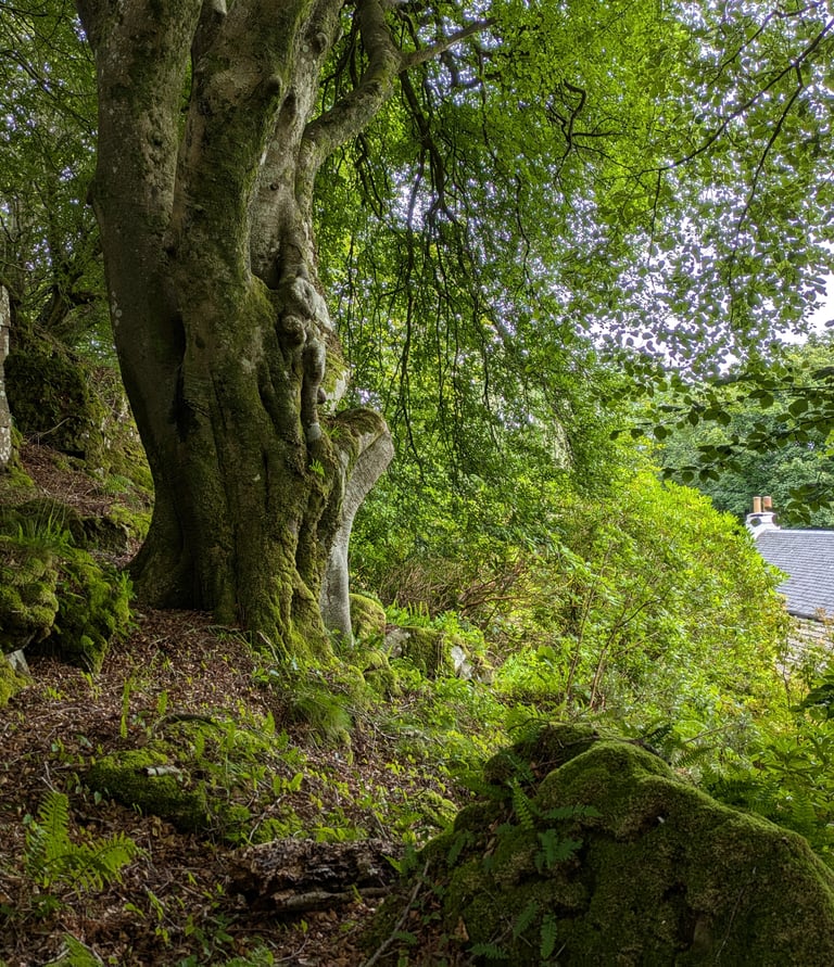 Beech woodland on the Isle of Mull