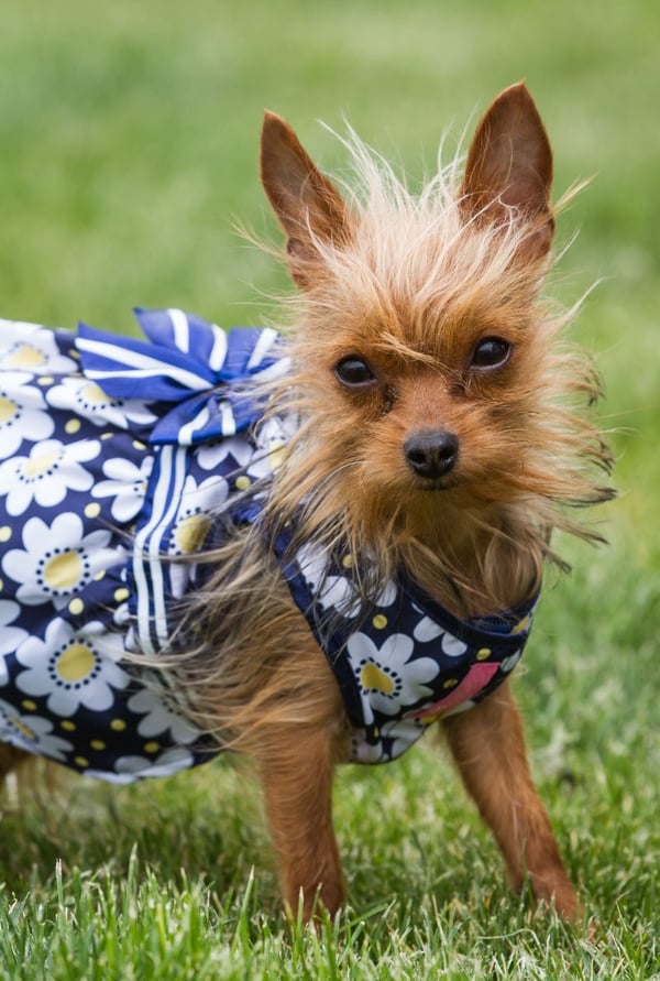 Chihuahua peluda con vestido