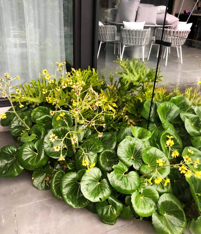 Ripponlea Landscape garden bed design