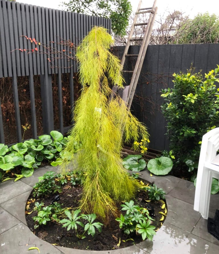 Ripponlea Landscape garden design