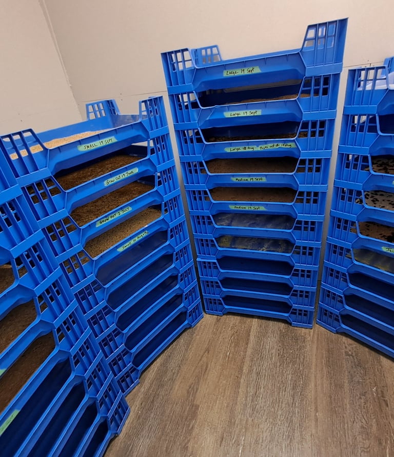 Good Bug Co Mealworm Farm